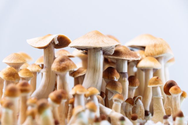 a-guide-to-safe-and-responsible-psilocybin-consumption
