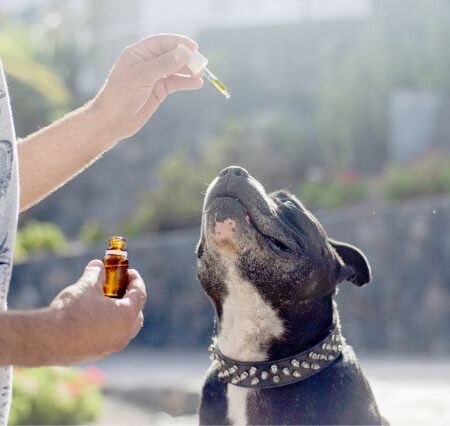 Maximizing the Restorative Effects of CBD with Proper Dosing for Dogs