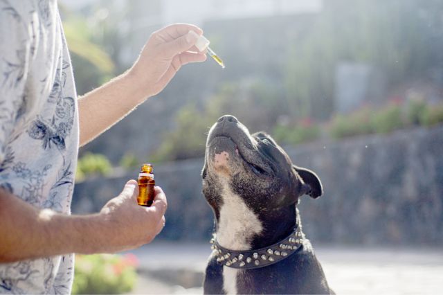 Maximizing the Restorative Effects of CBD with Proper Dosing for Dogs