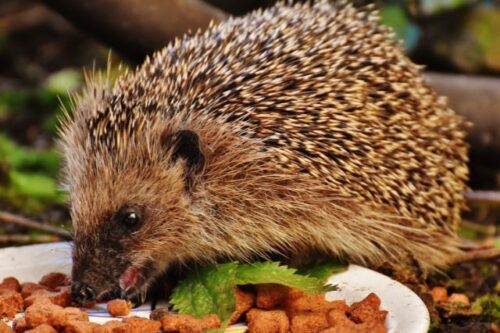 facts-about-hedgehogs
