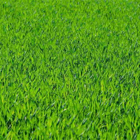 How Cutting Grass Got Way Less Annoying