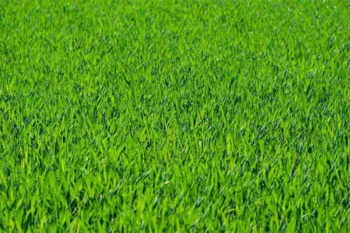 How Cutting Grass Got Way Less Annoying